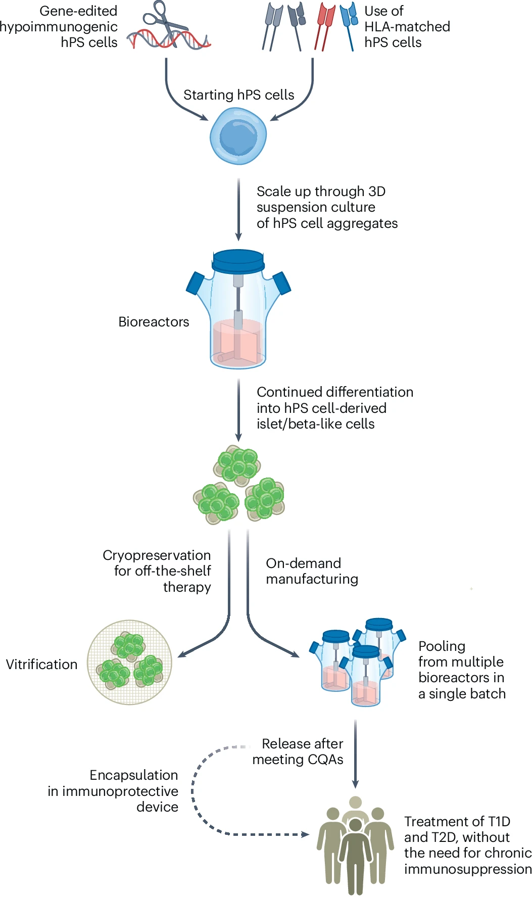 圖3：hPS細(xì)胞衍生的胰島/β樣細(xì)胞療法的設(shè)想制造過程。
