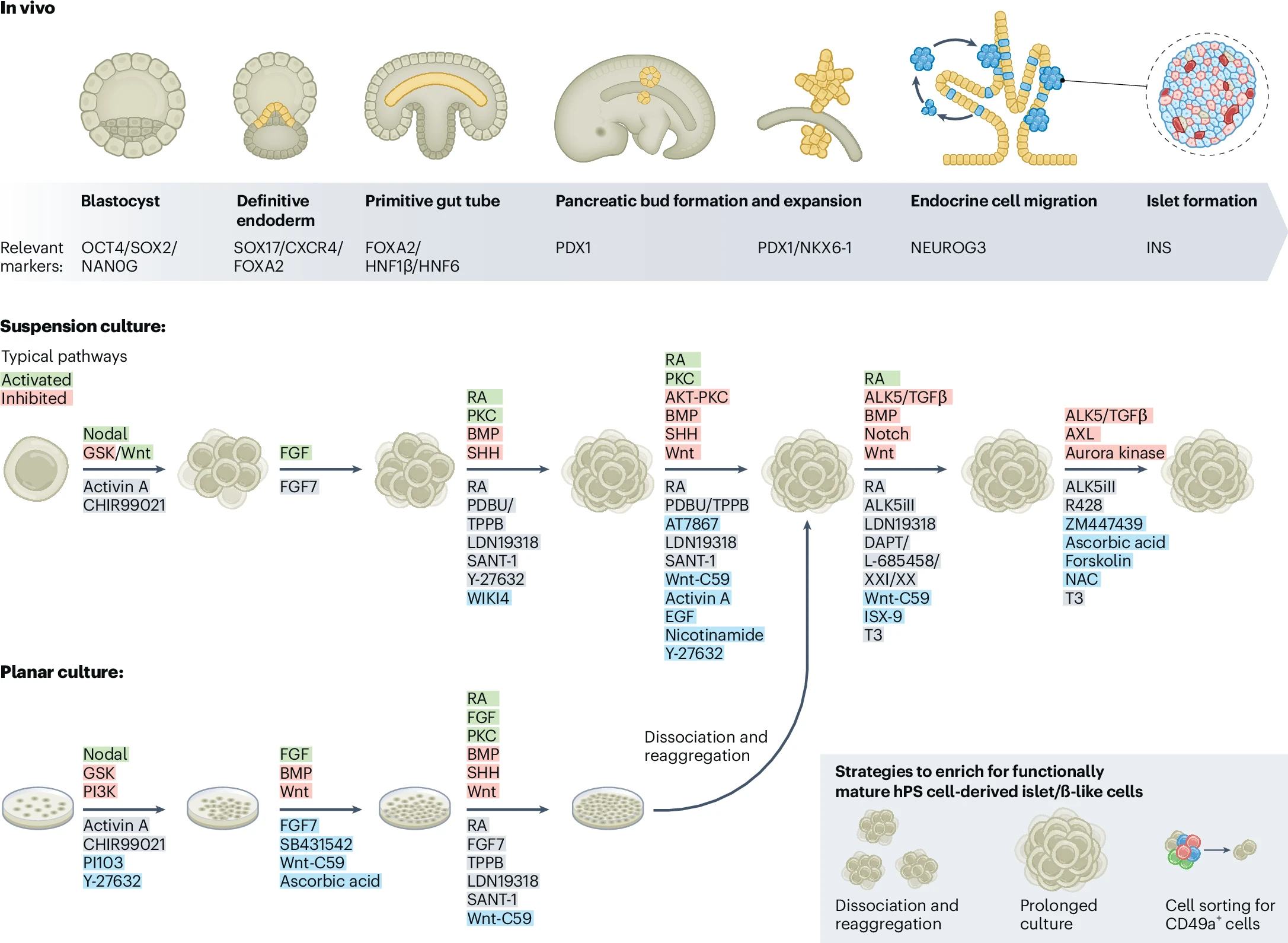 圖1：生成hPS細(xì)胞衍生的胰島/β樣細(xì)胞的最新協(xié)議進(jìn)展。