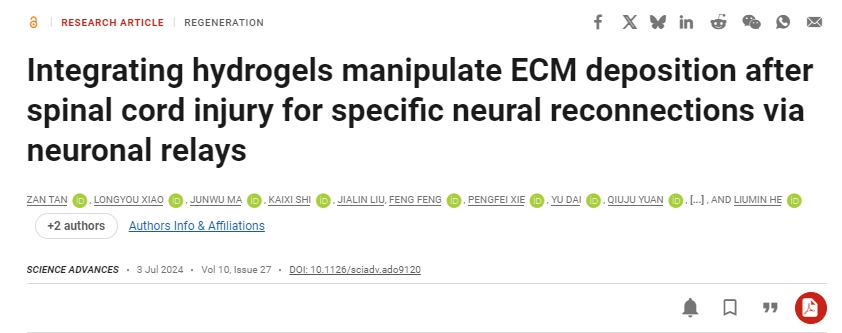 整合水凝膠可控制脊髓損傷后的ECM沉積,從而通過神經元中繼實現特定的神經重新連接 整合水凝膠可控制脊髓損傷后的ECM沉積,從而通過神經元中繼實現特定的神經重新連接