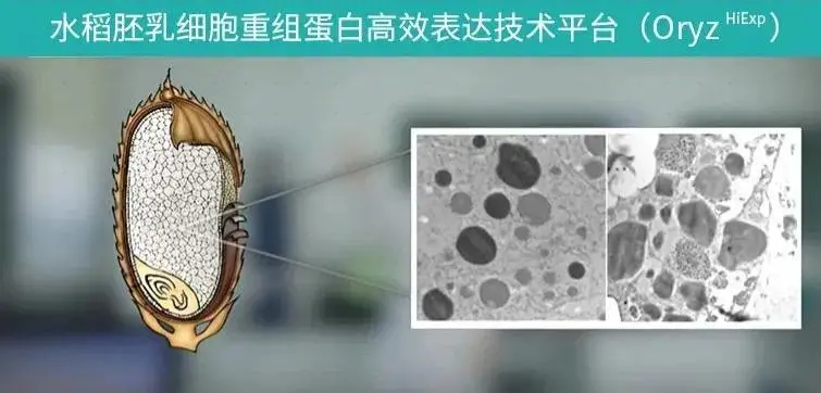 水稻胚乳細胞重組蛋白高效表達技術平臺 水稻胚乳細胞重組蛋白高效表達技術平臺