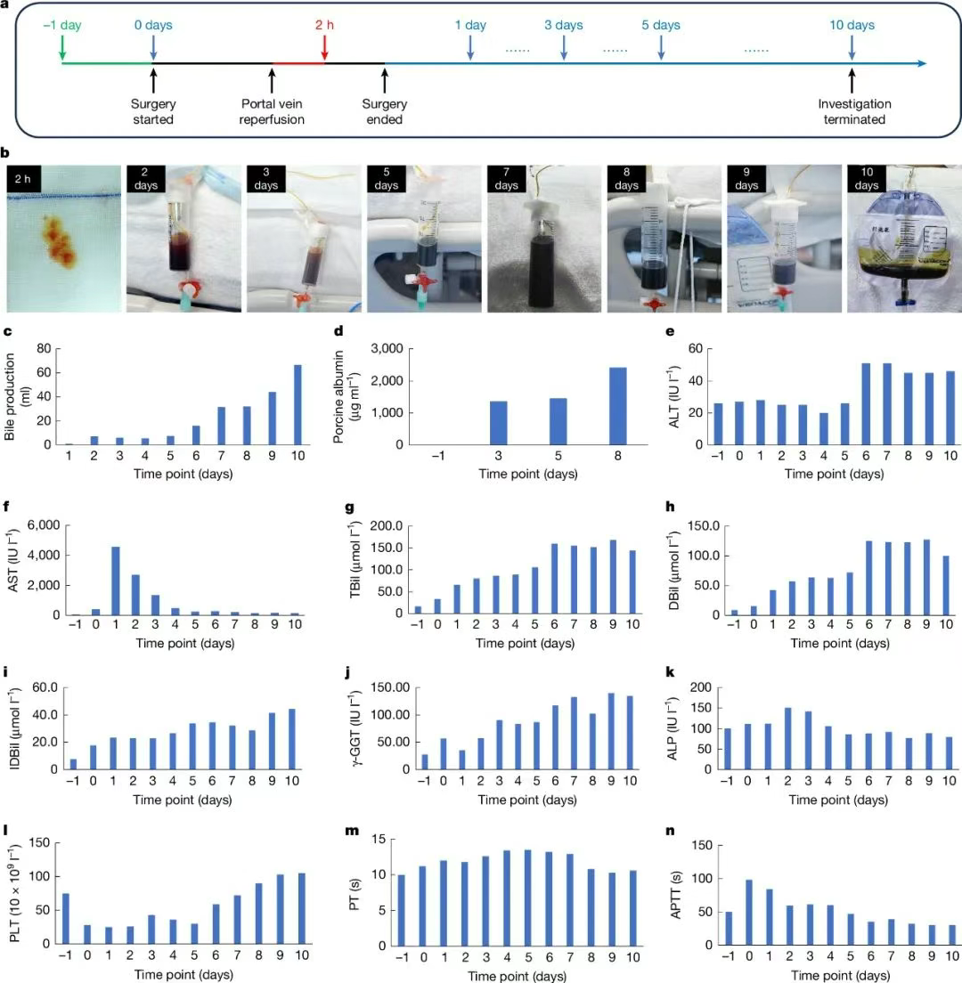 異種移植功能 異種移植功能