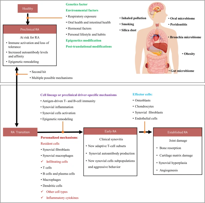 圖2：類風濕性關節炎的發生和發展。