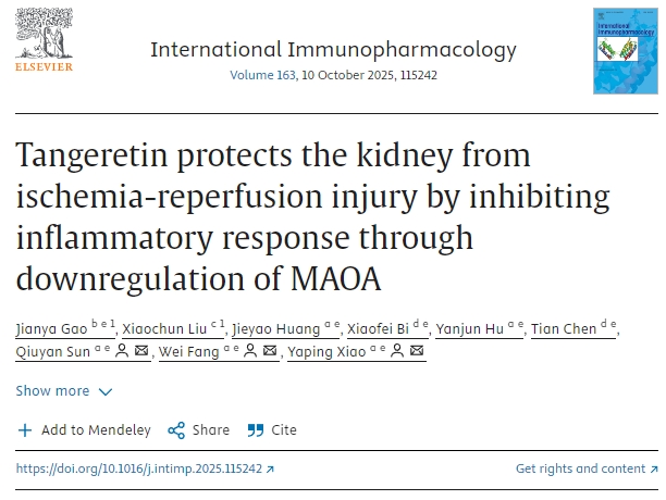 橘皮素通過下調MAOA抑制炎癥反應，保護腎臟免受缺血再灌注損傷