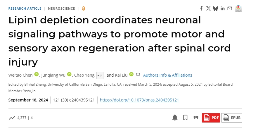 脂磷脂1耗竭協調神經元信號通路以促進脊髓損傷后運動和感覺軸突再生 脂磷脂1耗竭協調神經元信號通路以促進脊髓損傷后運動和感覺軸突再生