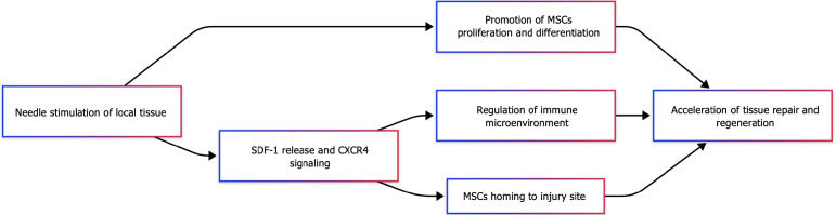 圖2:針刺與間充質干細胞協同機制示意圖。 圖2:針刺與間充質干細胞協同機制示意圖。