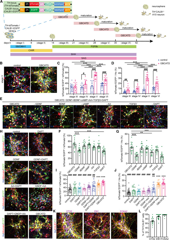 圖1：從hESC生成A10樣mDA神經元