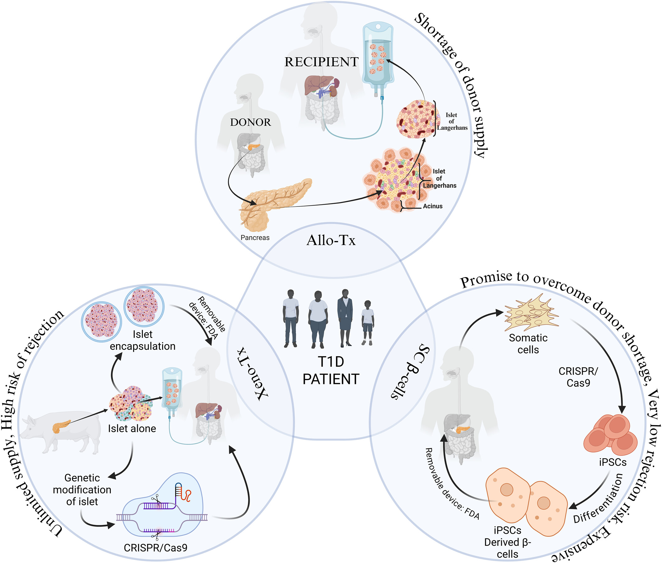 圖1:1型糖尿病 (T1D) 中胰島β細胞替代的可能細胞和分子策略。 圖1:1型糖尿病 (T1D) 中胰島β細胞替代的可能細胞和分子策略。