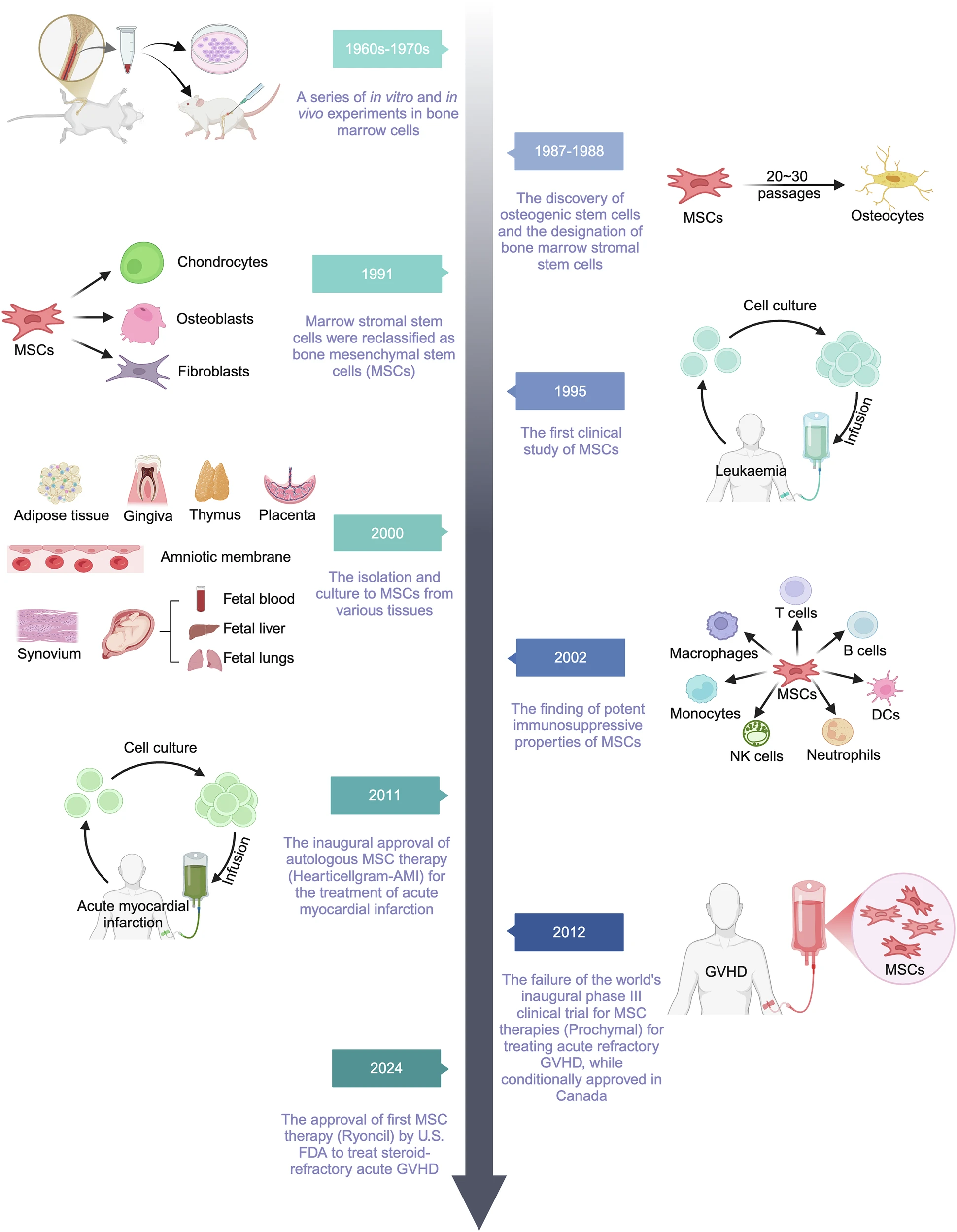 圖1：MSCs及其相關(guān)治療研究的歷史和里程碑。
