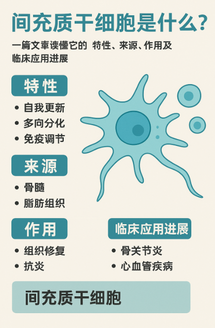 間充質(zhì)干細(xì)胞是什么？一篇文章讀懂它的特性、來源、作用及臨床應(yīng)用進(jìn)展