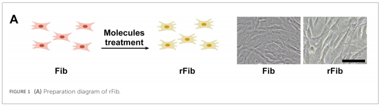 細胞治療 細胞治療