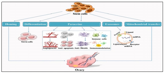 干細(xì)胞治療 干細(xì)胞治療