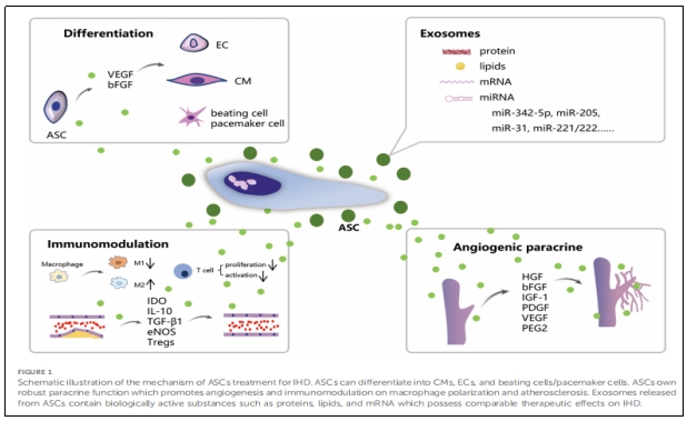 干細(xì)胞治療 干細(xì)胞治療