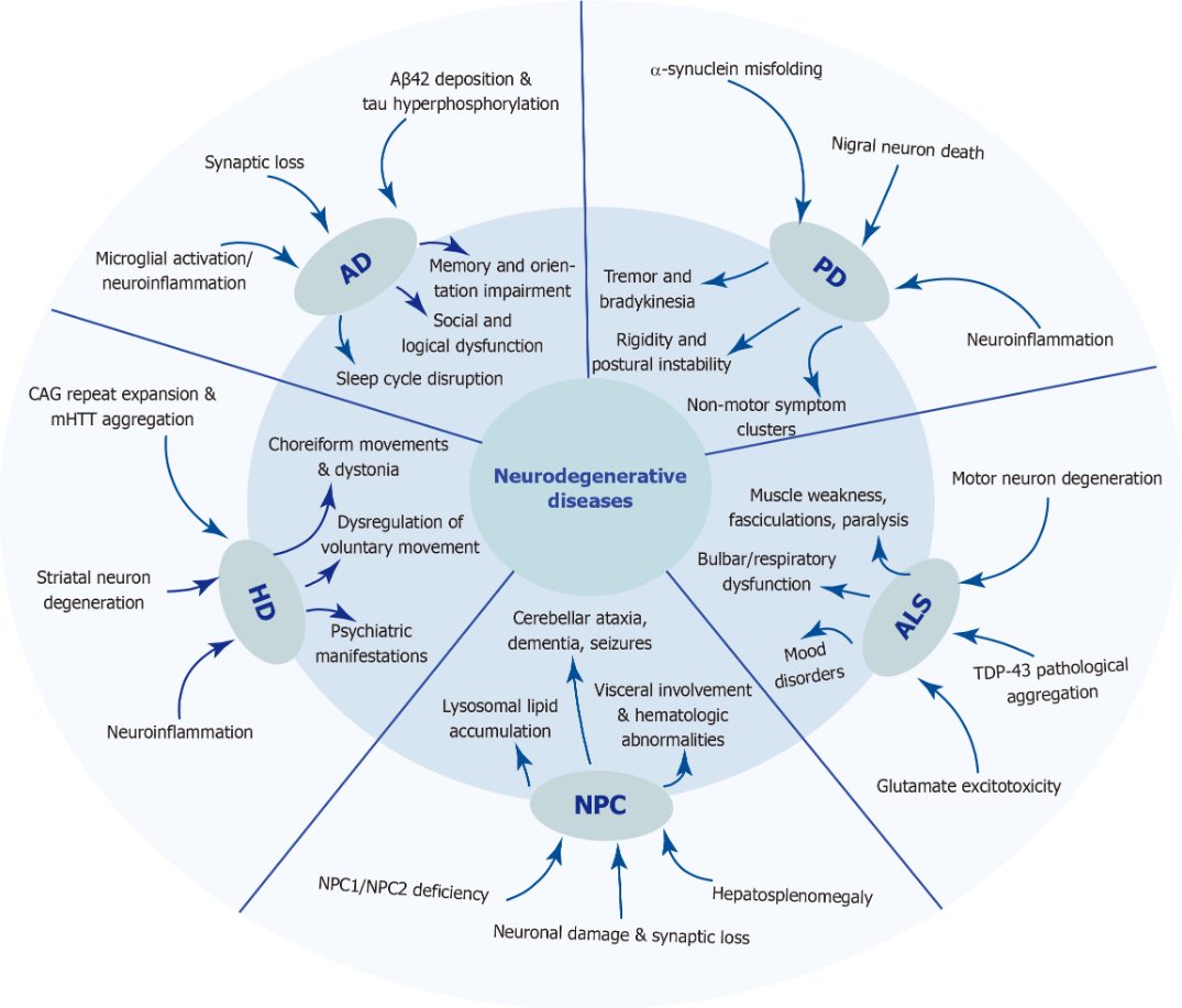 圖1：五種神經(jīng)退行性疾病的發(fā)病機制和臨床表現(xiàn)。 該圖總結了五種神經(jīng)退行性疾病復雜的病因和表型譜。