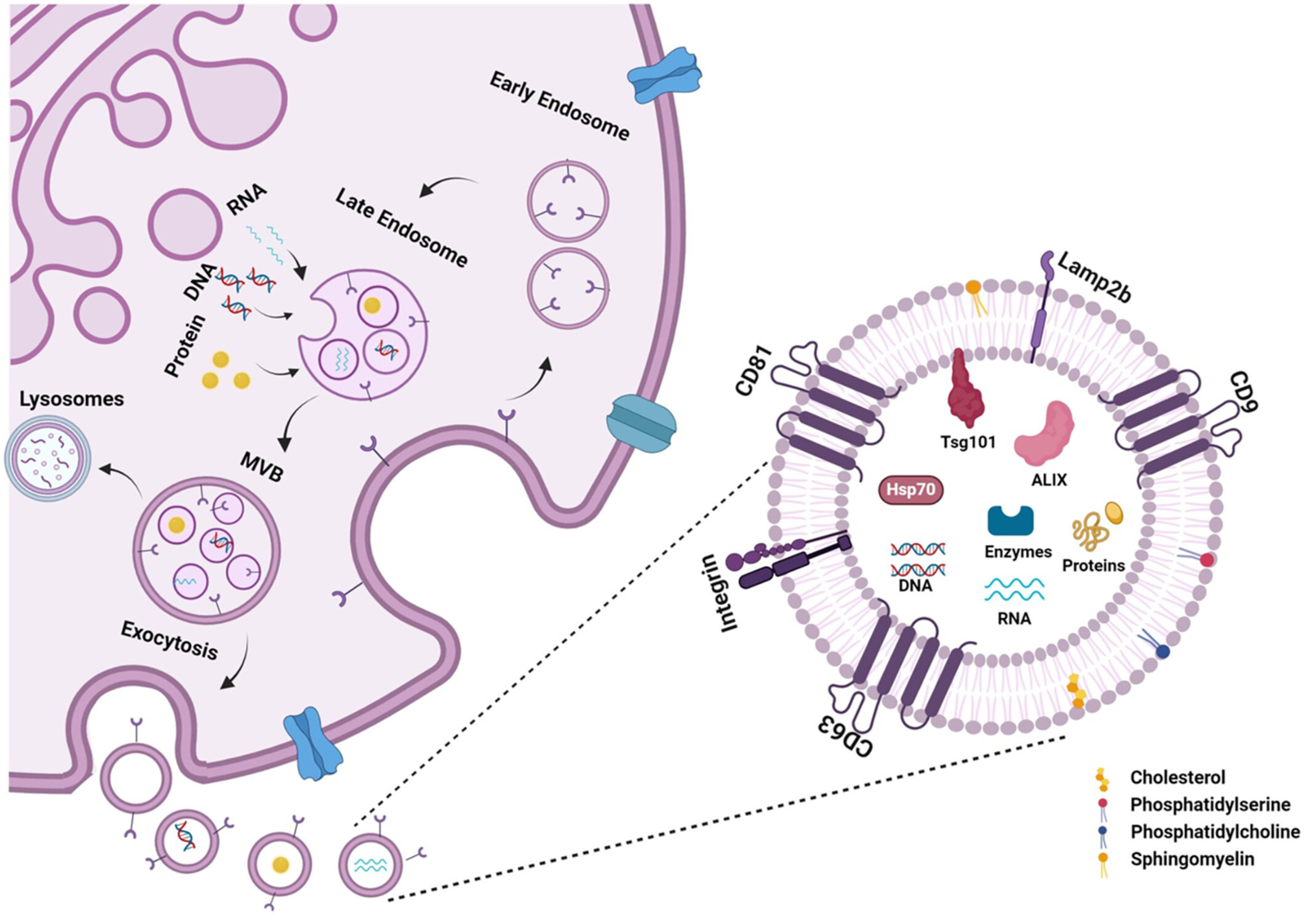 圖5：外泌體的生物合成和分子組成。