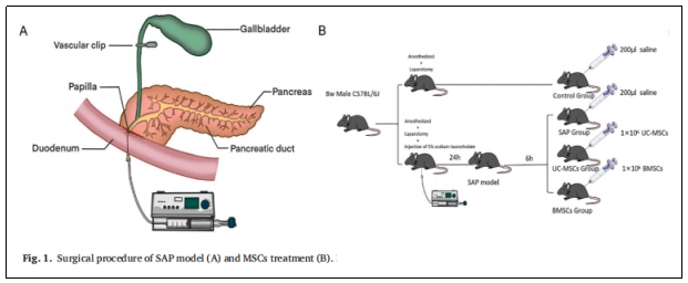 表1：SAP模型(A)和MSCs治療(B)的手術程序。