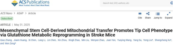 間充質干細胞來源的線粒體轉移通過谷胱甘肽代謝重編程促進中風小鼠尖端細胞表型 間充質干細胞來源的線粒體轉移通過谷胱甘肽代謝重編程促進中風小鼠尖端細胞表型