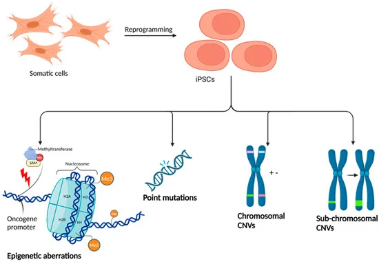 圖3:iPSC誘導引起的潛在遺傳和表觀遺傳改變。 圖3:iPSC誘導引起的潛在遺傳和表觀遺傳改變。