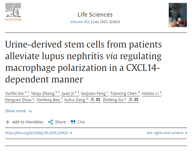 患者尿液來源的干細胞通過CXCL14依賴性方式調節(jié)巨噬細胞極化，從而緩解狼瘡性腎炎