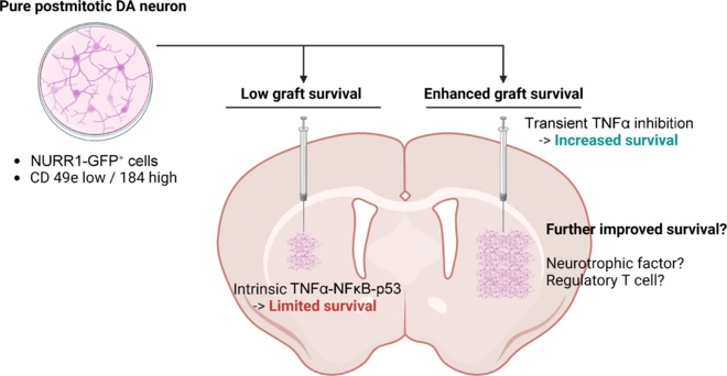 圖1:本文探討了提高移植后經NURR1驅動的GFP表達或基于CD49e和CD184標記分離純化的有絲分裂后多巴胺能神經元體內存活率的策略。