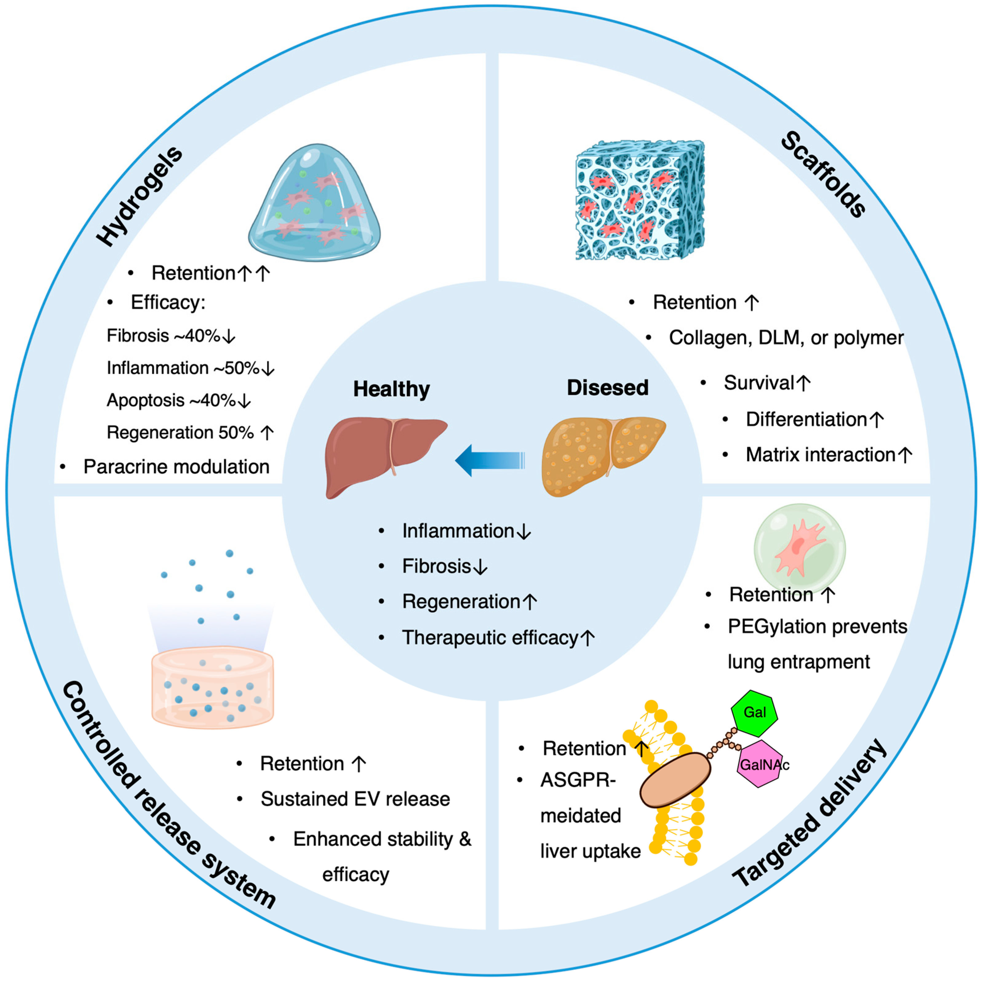 圖3:生物材料輔助策略增強間充質干細胞(MSC)和細胞外囊泡(EV)在肝病中的療效。 圖3:生物材料輔助策略增強間充質干細胞(MSC)和細胞外囊泡(EV)在肝病中的療效。