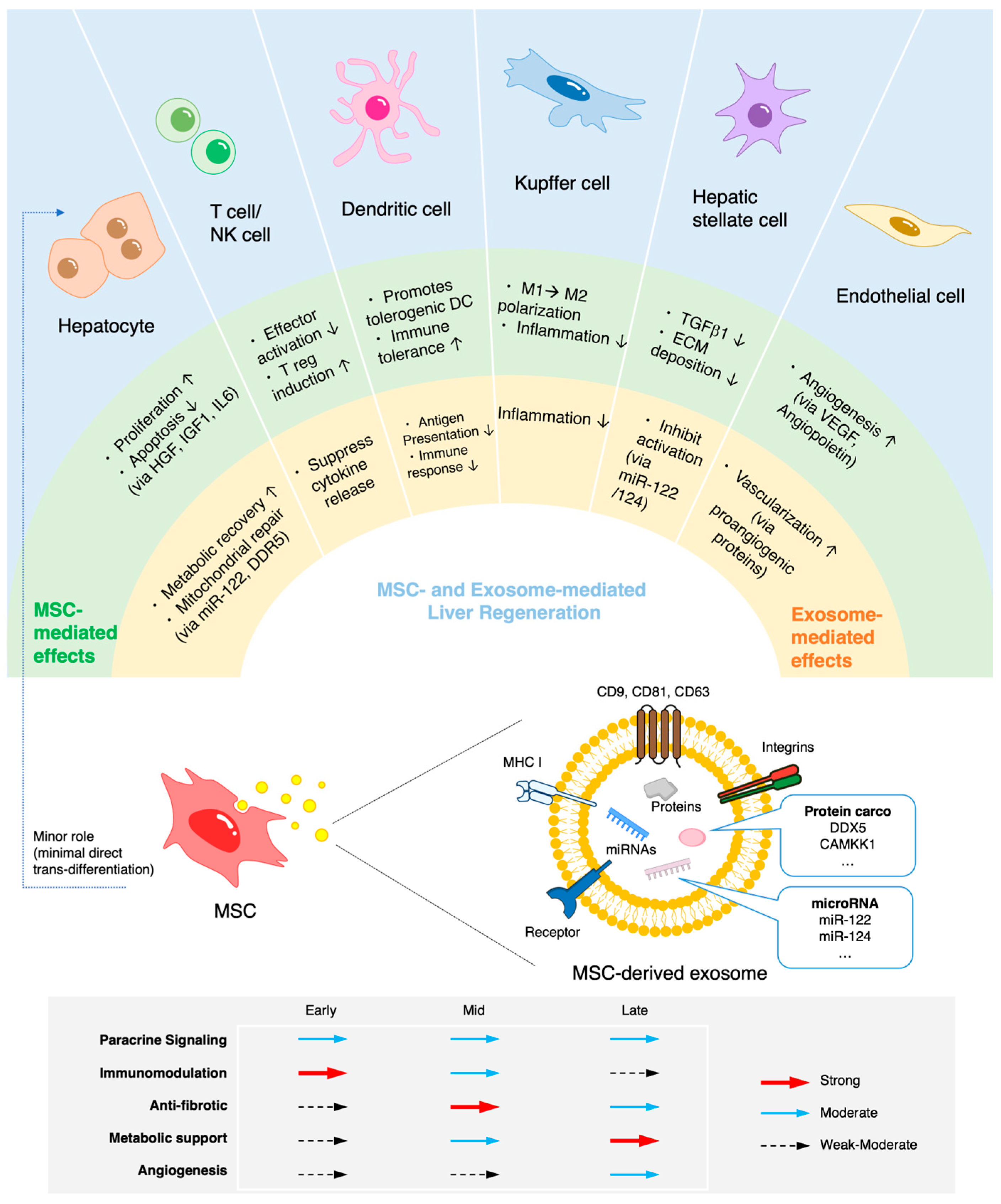 圖1:MSC介導的肝臟再生機制。MSC的作用并非嚴格按順序發(fā)生,而是多個過程相互重疊,其優(yōu)勢程度取決于肝損傷和修復的不同階段。 圖1:MSC介導的肝臟再生機制。MSC的作用并非嚴格按順序發(fā)生,而是多個過程相互重疊,其優(yōu)勢程度取決于肝損傷和修復的不同階段。