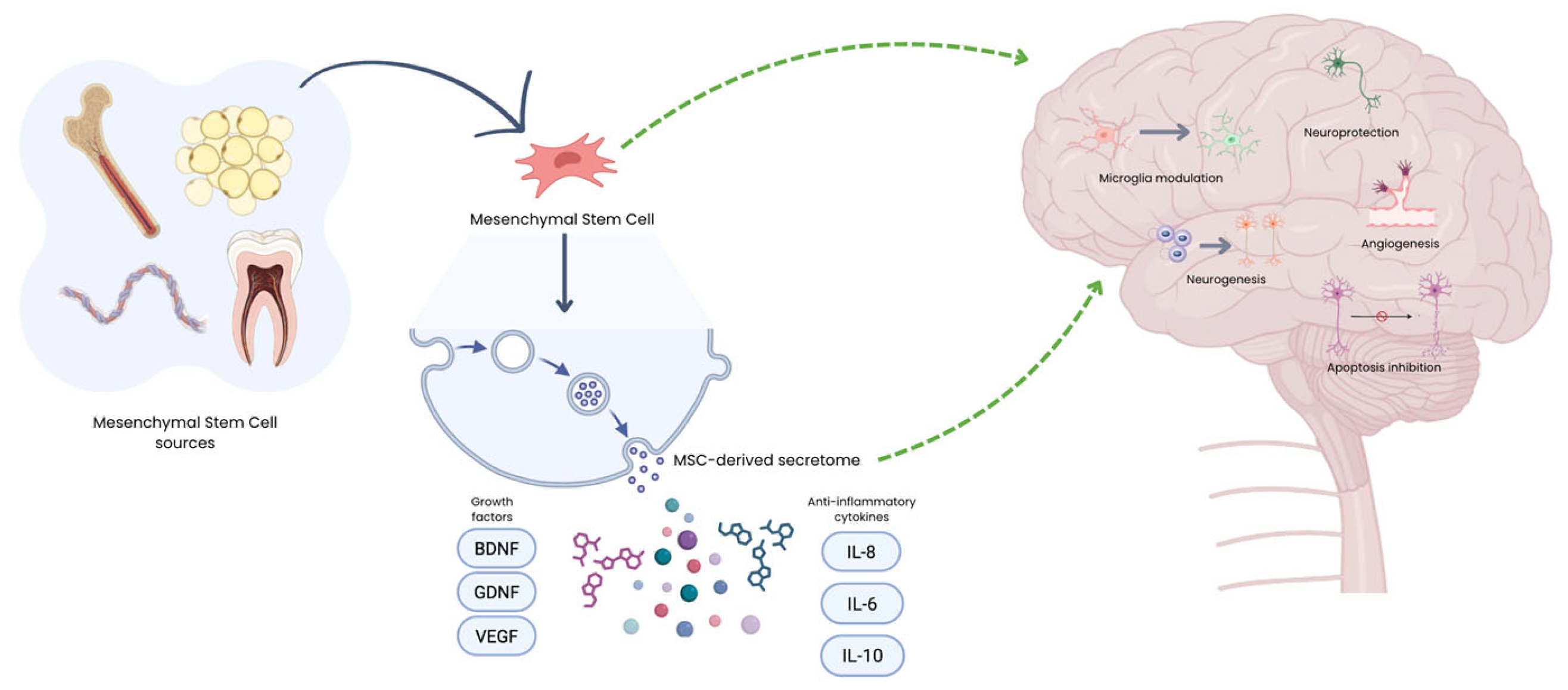 圖1：MSC來(lái)源及其在神經(jīng)退行性疾病中的治療機(jī)制示意圖。給藥后，MSC主要通過(guò)釋放生物活性分泌組發(fā)揮作用，該分泌組由細(xì)胞外囊泡、生長(zhǎng)因子和免疫調(diào)節(jié)細(xì)胞因子組成。