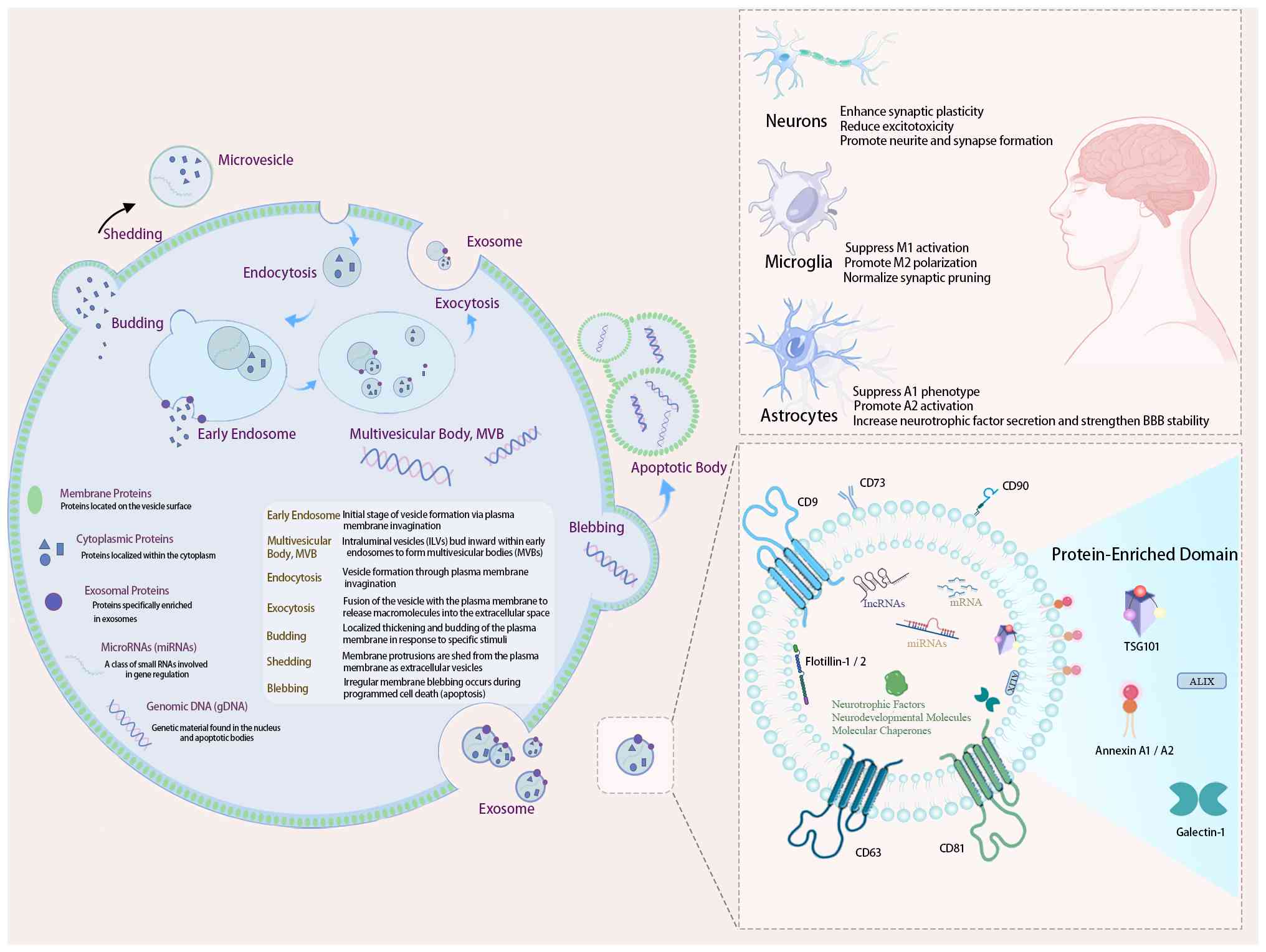 圖3：間充質干細胞（MSC）來源外泌體在自閉癥譜系障礙（ASD）治療中的生物發(fā)生、分子組成和機制。