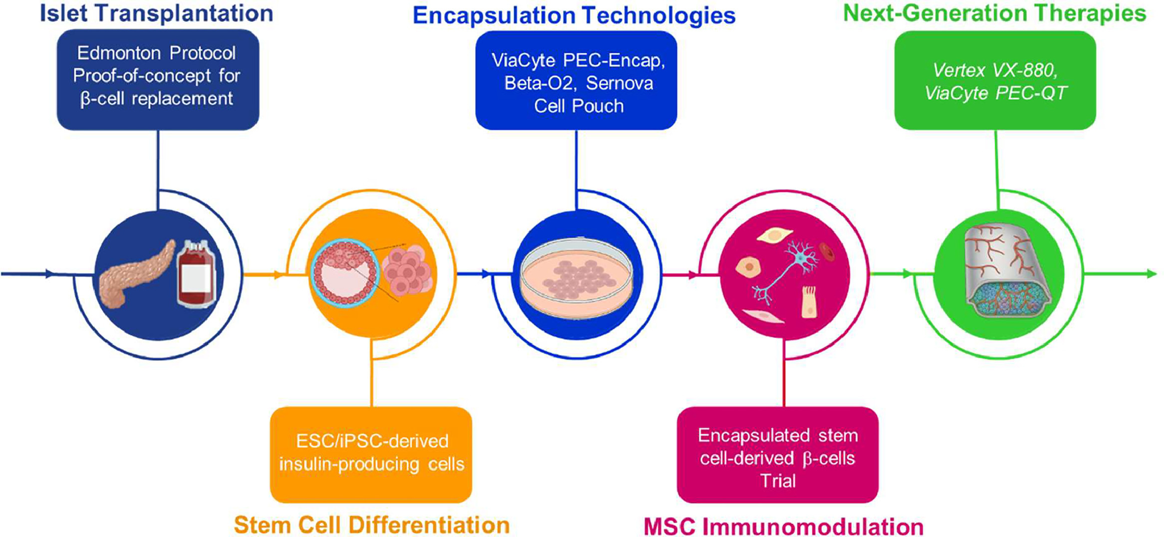 圖3.干細胞封裝在糖尿病治療中的時間線。