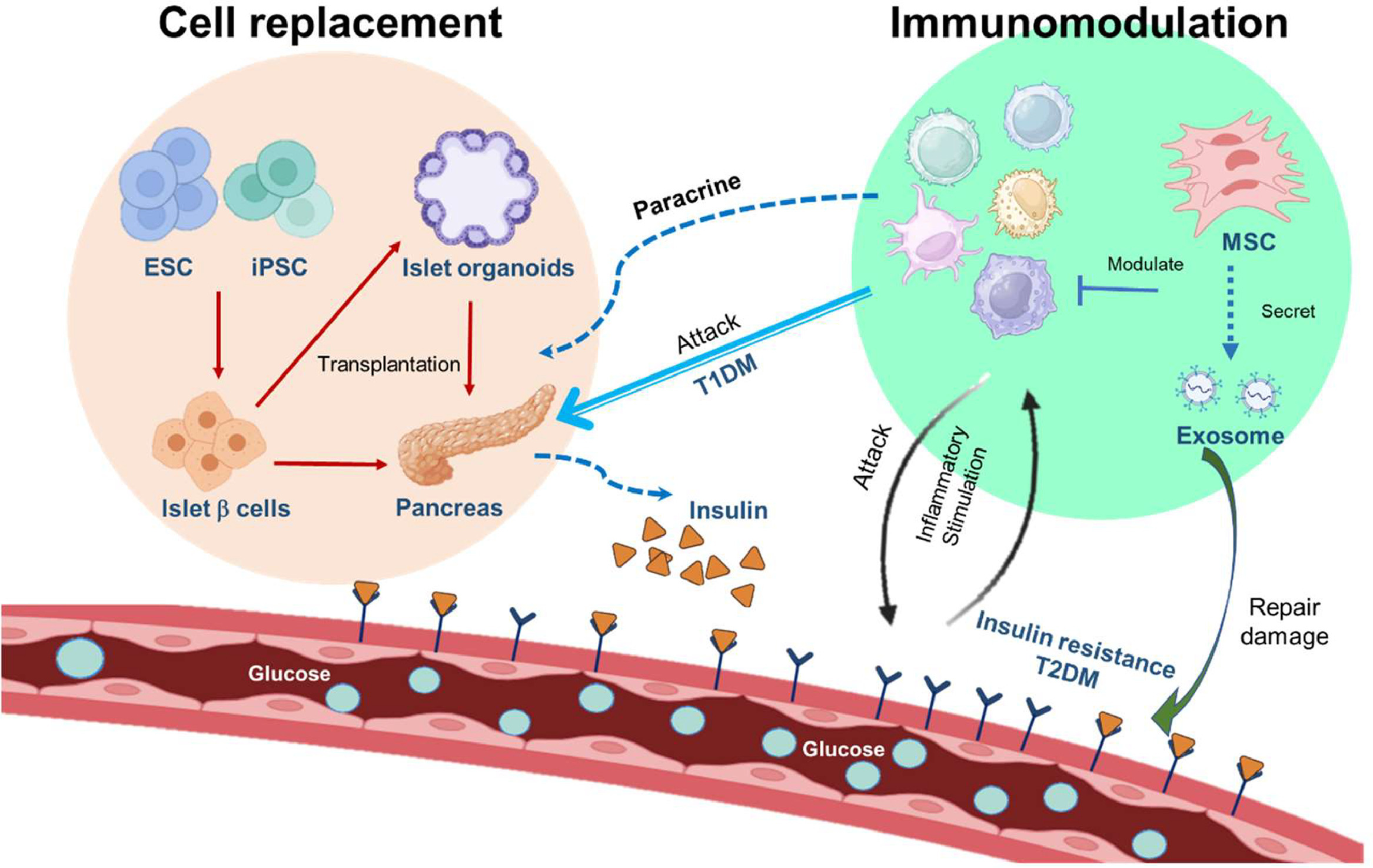圖2.干細胞治療糖尿病的機制。