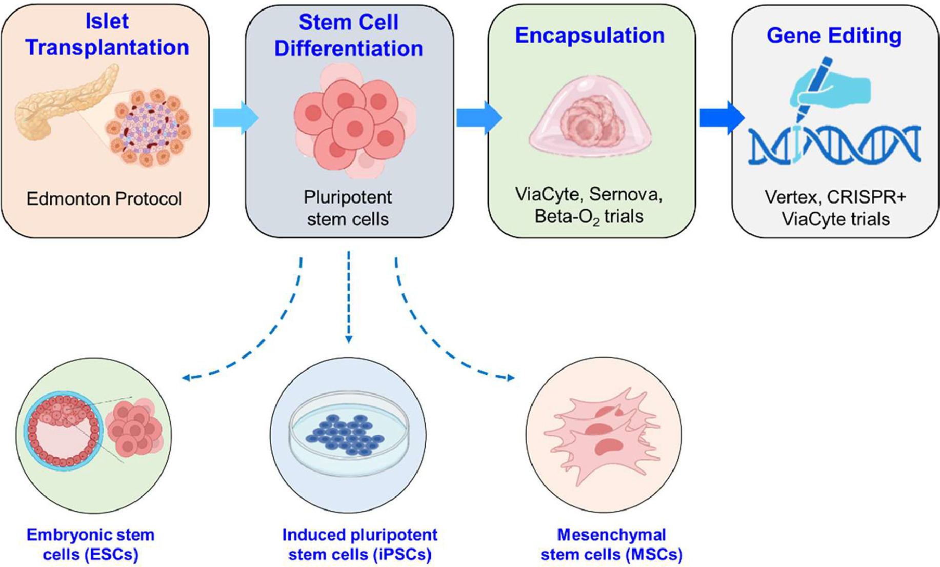 圖 1.基于干細胞的糖尿病療法的發展歷程。