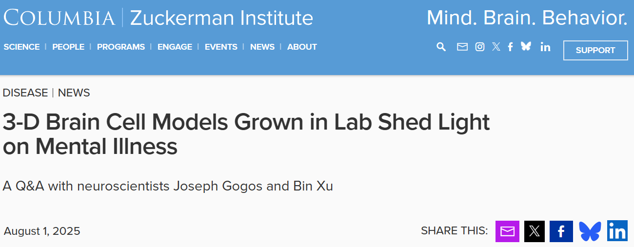 實驗室培養的三維腦細胞模型揭示精神疾病的奧秘 實驗室培養的三維腦細胞模型揭示精神疾病的奧秘