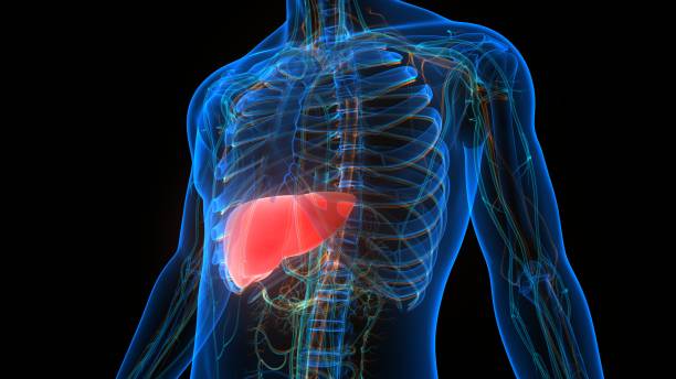 南方醫科大學最新綜述:間充質干細胞修復肝臟的核心機制與臨床進展 南方醫科大學最新綜述:間充質干細胞修復肝臟的核心機制與臨床進展