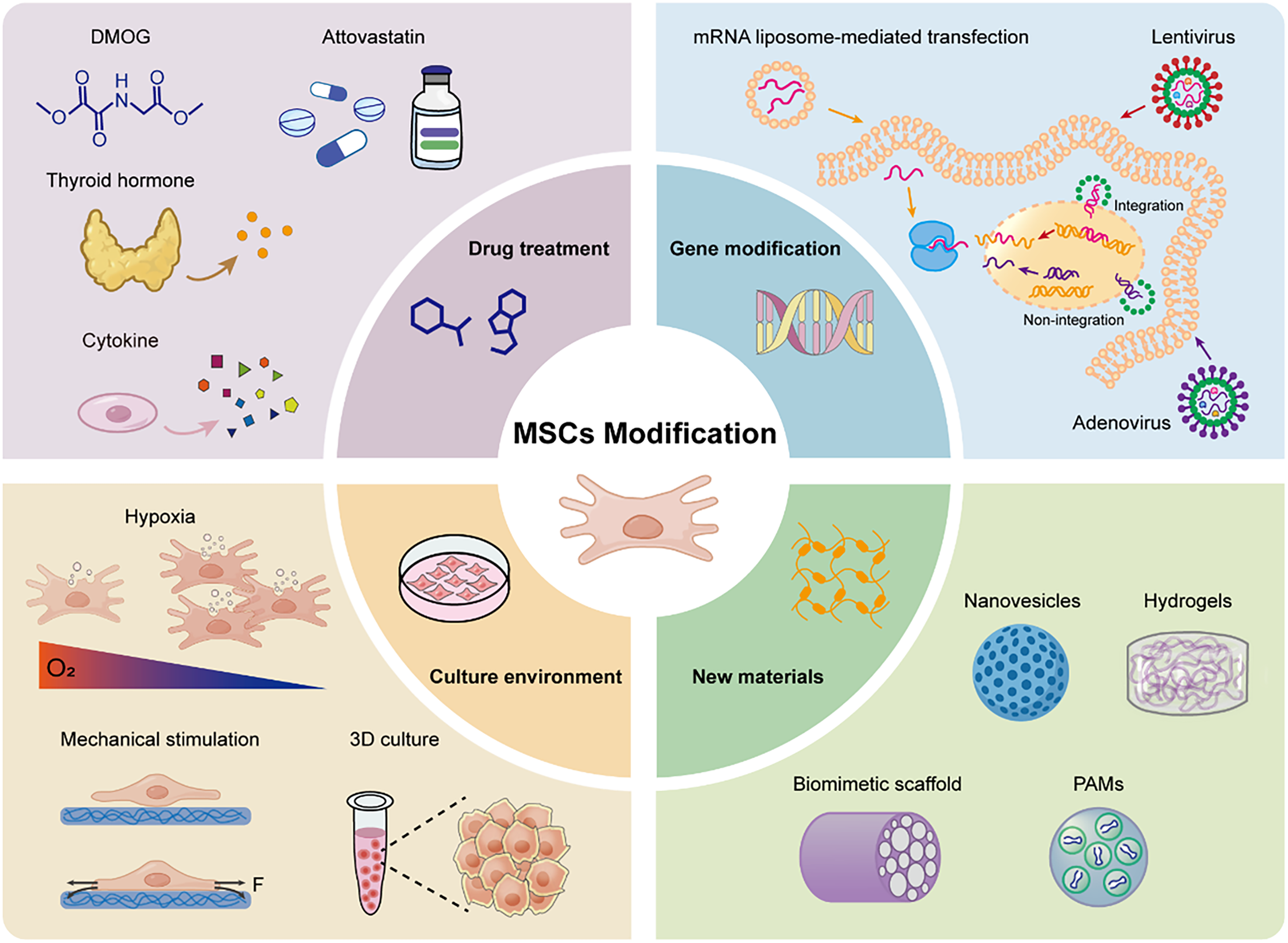 圖2：間充質干細胞的改造。該示意圖系統地展示了四種主要的間充質干細胞（MSC）工程方法，以提高其再生潛能。