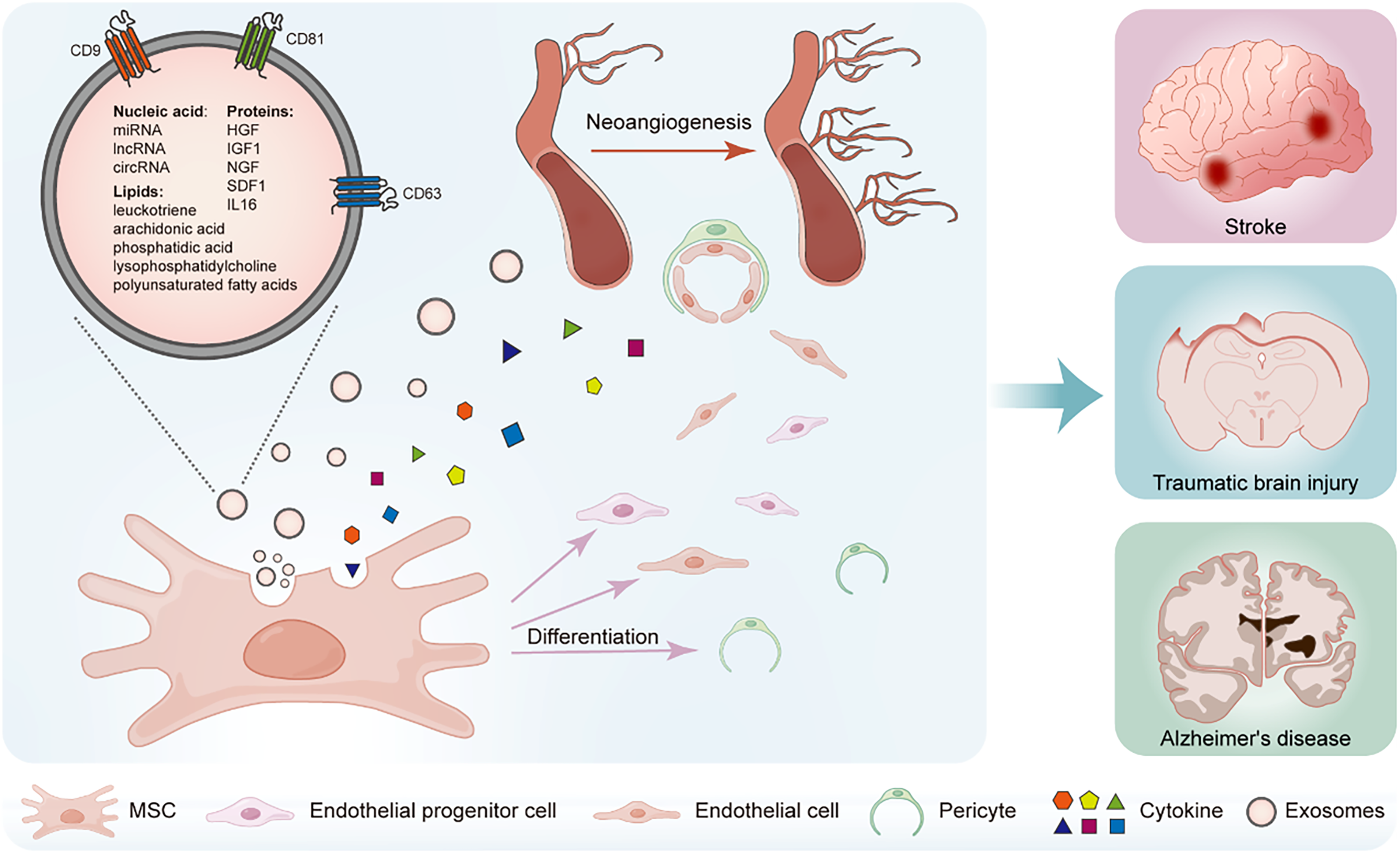圖1：間充質干細胞（MSCs）促進血管生成的機制。MSCs分泌含有蛋白質、核酸（例如miRNA、lncRNA、circRNA）和脂質的外泌體。這些外泌體成分通過促進內皮祖細胞分化為內皮細胞和周細胞來促進血管生成，從而有助于血管再生，這可能與神經系統疾病相關。