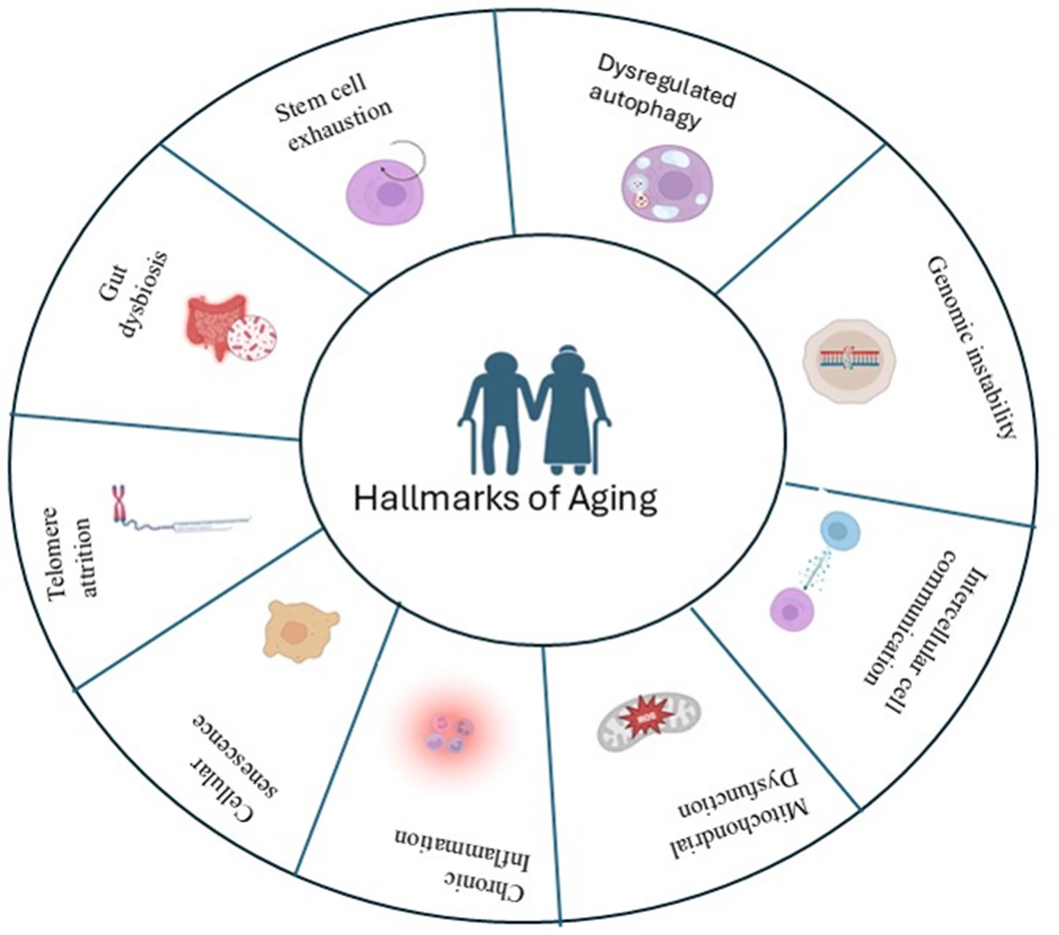 圖1：衰老的標志。該示意圖以圓形布局圖展示了衰老的標志，強調了它們之間的相互關聯和累積性。這些標志包括基因組不穩定、線粒體功能障礙、慢性炎癥、細胞衰老、端粒縮短、干細胞耗竭、腸道菌群失調、自噬失調以及細胞間通訊改變，從而描繪了一個多因素且相互關聯的過程：細胞穩態的破壞逐漸導致組織功能障礙和機體衰老。